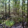 4-Wheeling in the Forest, 1.25 Acres, New Smyrna Beach, Volusia County, FL